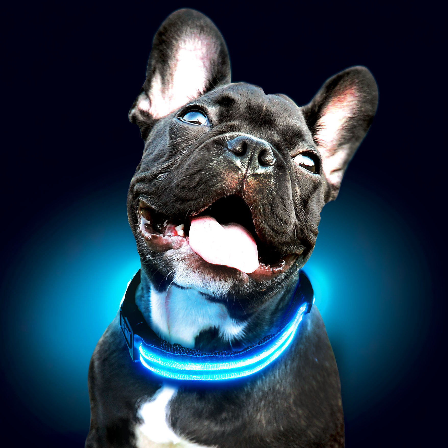 Frenchie Puppy Blue Sml