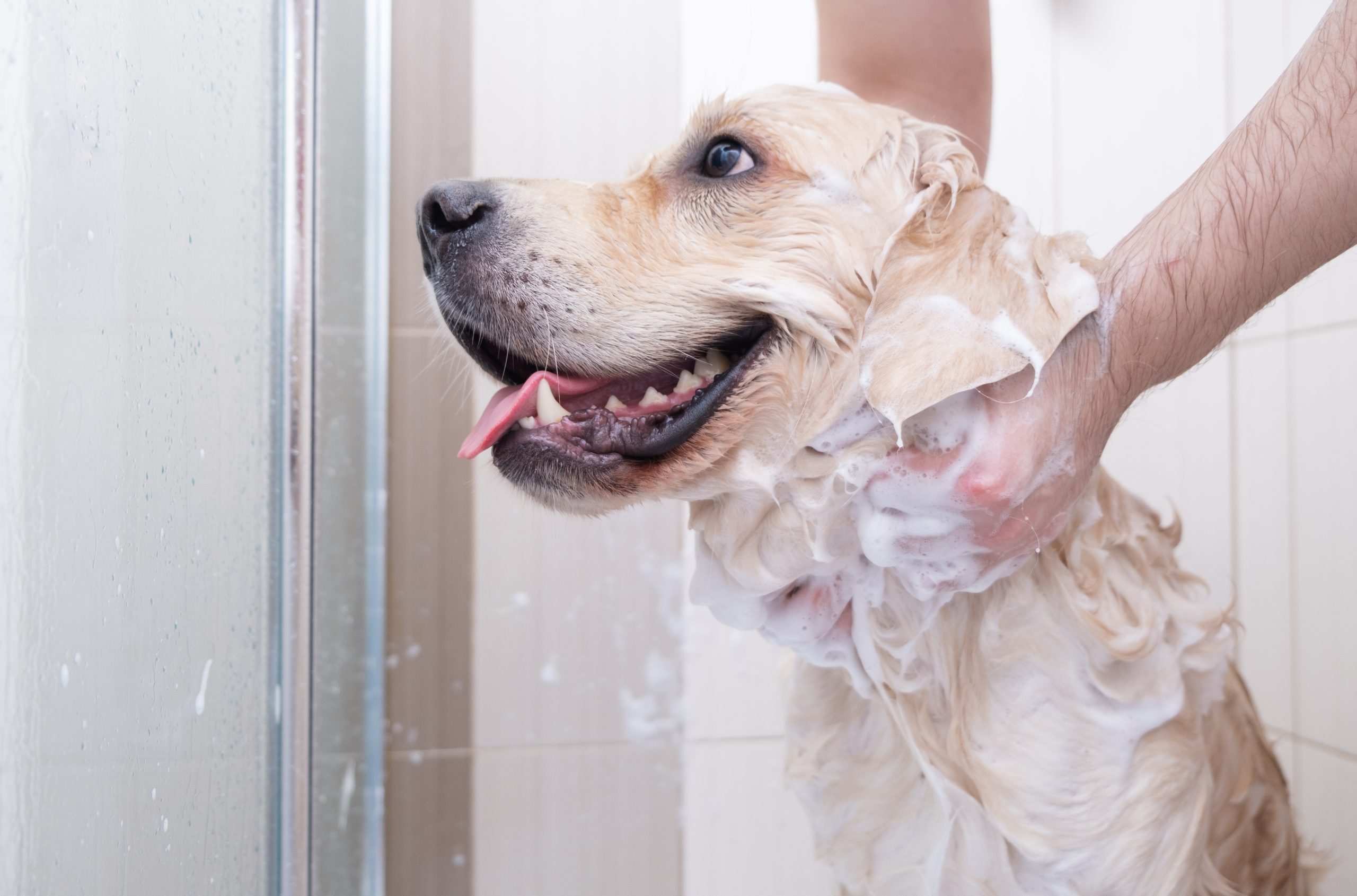 the dog takes a shower with shampoo 2021 12 01 20 03 36 utc scaled